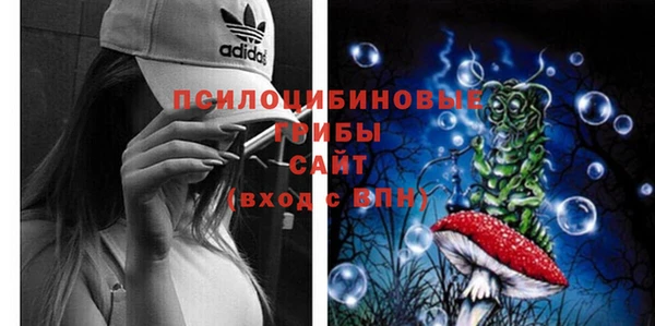 индика Ельня